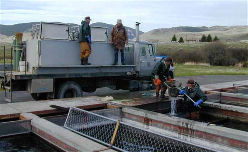 Ennis National Fish Hatchery: filling truck with fish