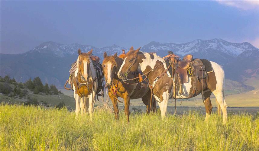 Bar 88 Horses - Wolfpack Outfitters: 