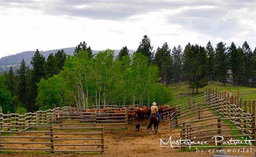 4-R Ranch & Cattle Company: cattle