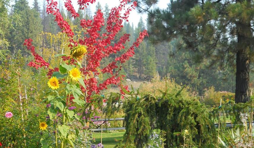 Tizer Botanic Gardens and Arboretum: flowerbed