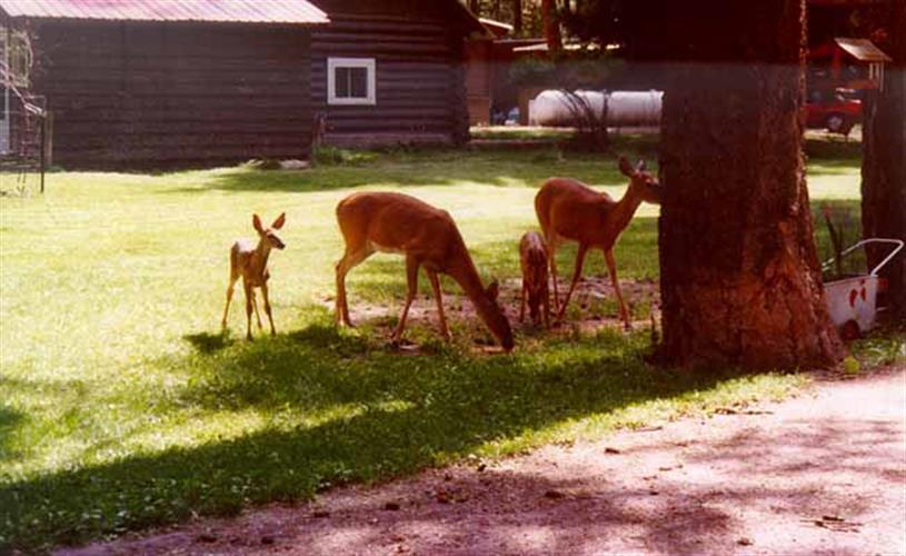 The Roost Cabins: deer