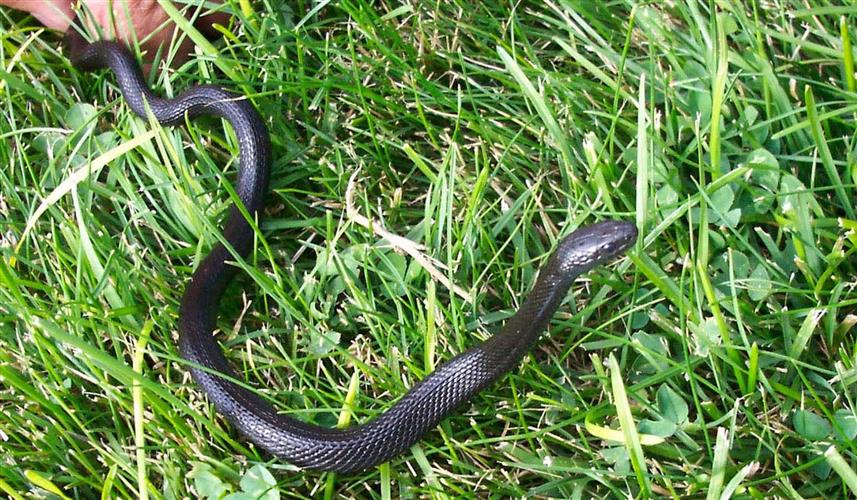 Crimson Bluffs: Lewis's Black Snake