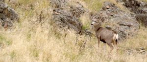 Whether you are after a trophy elk, the elusive black bear, or the flighty upland game bird, Southwest Montana has what you are looking for.