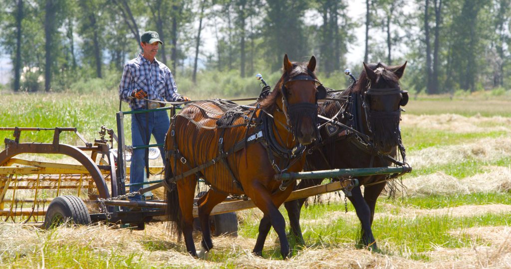 Farming with horses at Grant-Kohrs Ranch