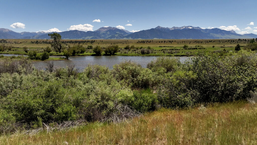 The Madison River winds through an open ranching valley near Ennis, Montana, framed by green willows and tall grass with the snow-capped Madison Range rising in the distance under a bright summer sky. Photo by Sarah Bolt, Tempest Technologies.
