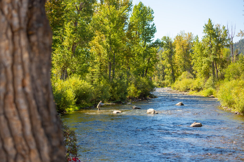 A fly fisherman wades Rock Creek near Philipsburg, Montana, casting toward boulders in the current beneath a canopy of cottonwood trees with mountains rising in the background. Photo by Eric Bunting.