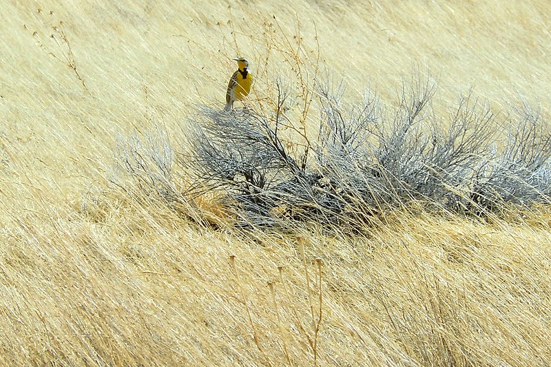 Western Meadowlark