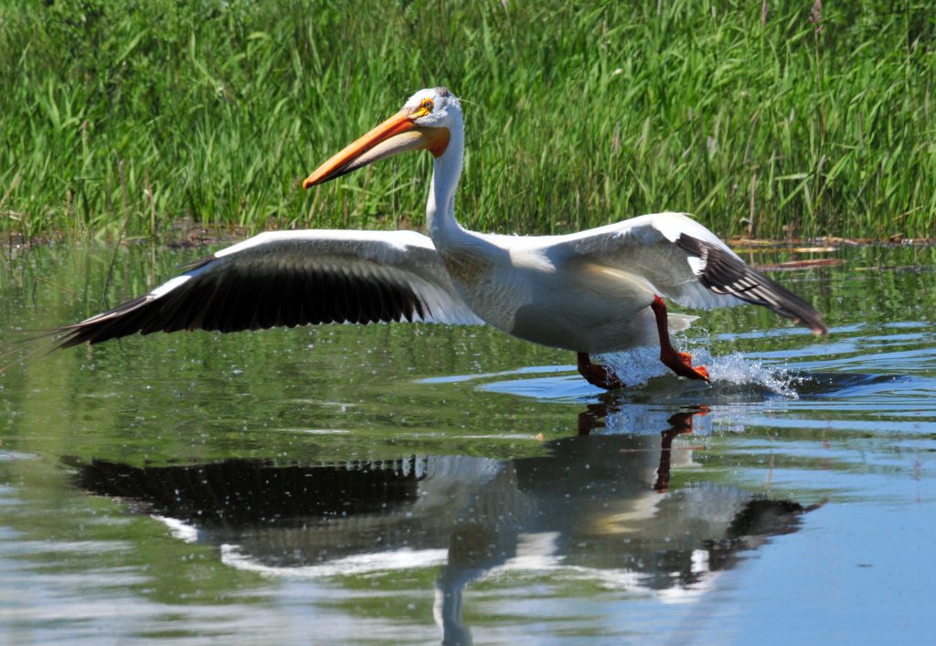 Pelican