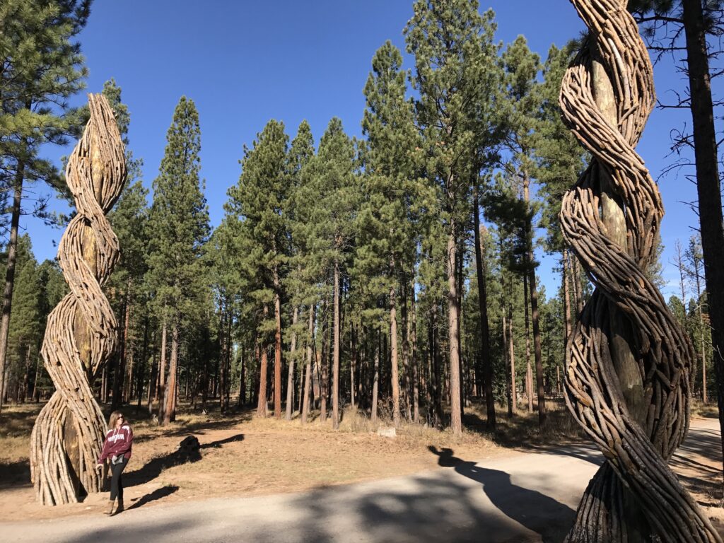 Two towering sculptures of twisted, bundled branches wrap around tall log posts on either side of the entrance road at Sculpture in the Wild in Lincoln, Montana, as a visitor in a maroon Montana sweatshirt walks past one beneath a stand of tall pines and a clear blue sky | Photo by Katya Peterson, Tempest Technologies LLC.