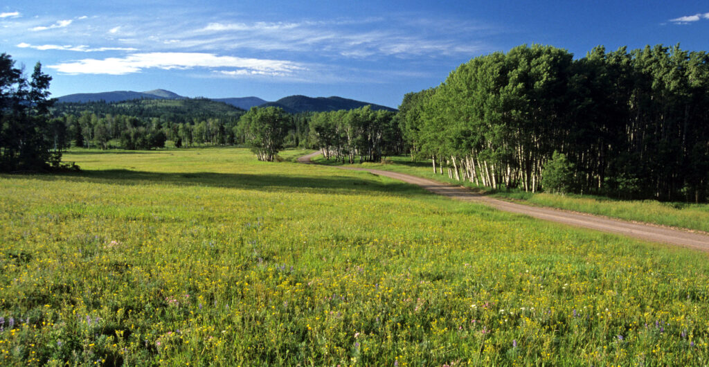 Alice Creek - Lewis (of the Corps of Discovery) crossed through here