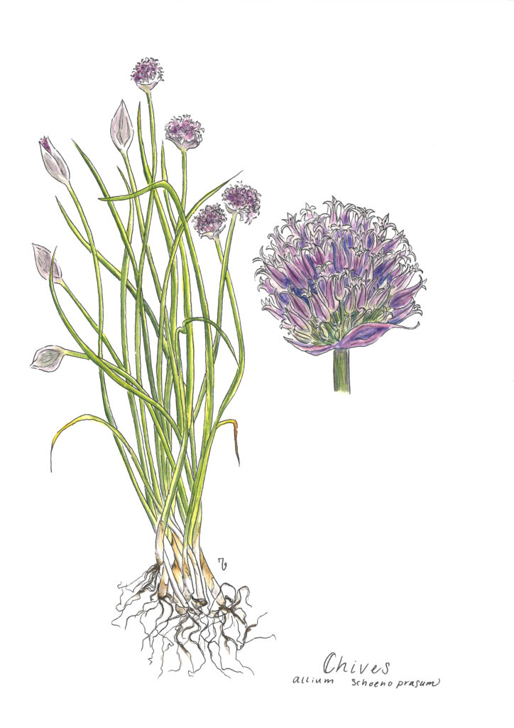 Wild Chives