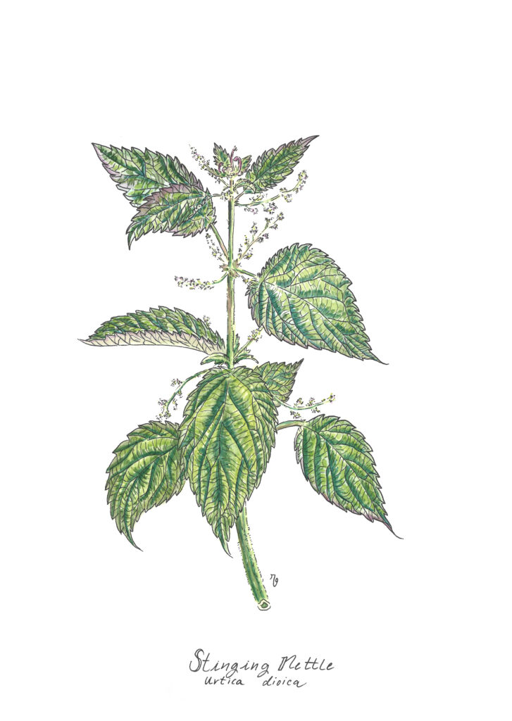 Stinging Nettle