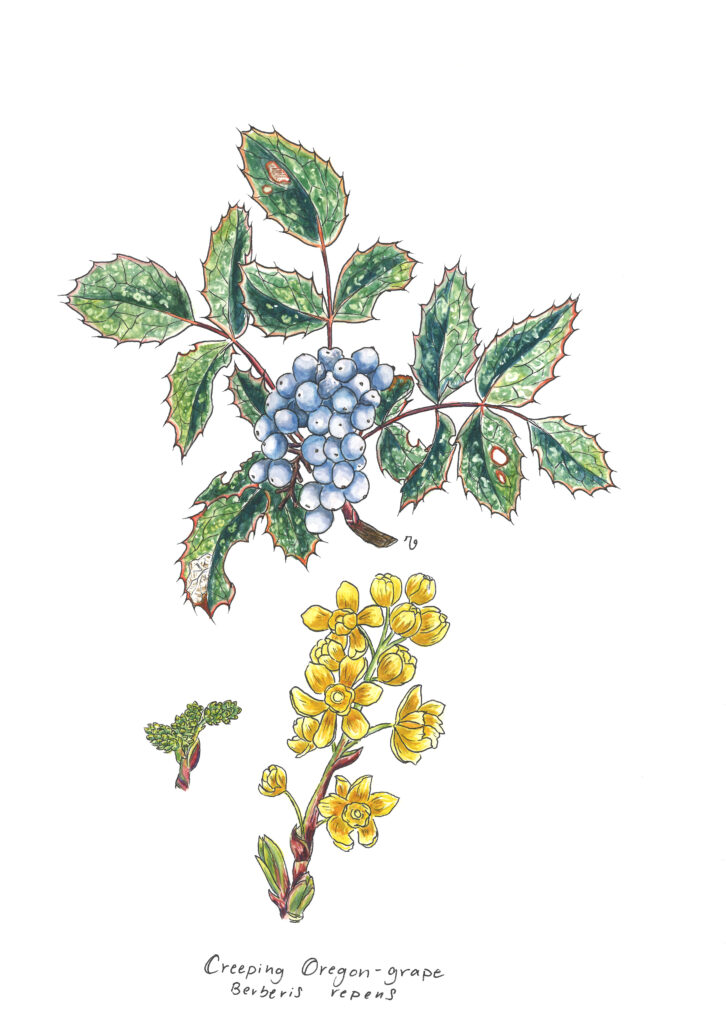 Creeping Oregon Grape