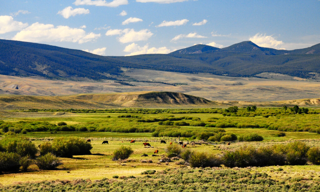 Upper Horse Prairie Creek - Cattle