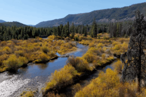 Aerial fall colors of yellow aspens on the river. Photo by Mike Dreesman, Tempest Technologies.