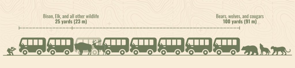 An illustrated safe distance guide for wildlife viewing. On the left, a person with a camera stands near a row of bus icons representing space. Text reads ‘Bison, Elk, and all other wildlife—25 yards (23 m).’ On the right, more buses extend to show a greater buffer with text ‘Bears, wolves, and cougars—100 yards (91 m).’ Background features a light topographic map pattern.