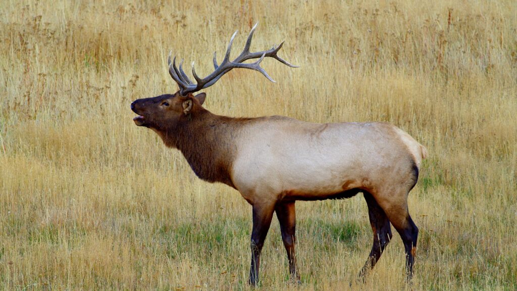 Bull elk bugling in golden prairie grass during the fall rut in Southwest Montana—antlers lifted, mouth open—iconic Montana elk moment for travelers seeking ethical wildlife viewing and photography.