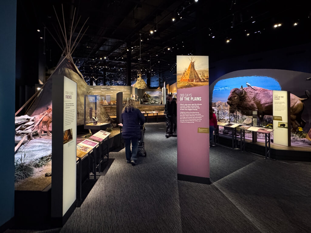 Visitor exploring the Homeland Gallery at the Montana Heritage Center with a Native American teepee exhibit and life size bison. Photo by Sarah Bolt, Tempest Technologies.