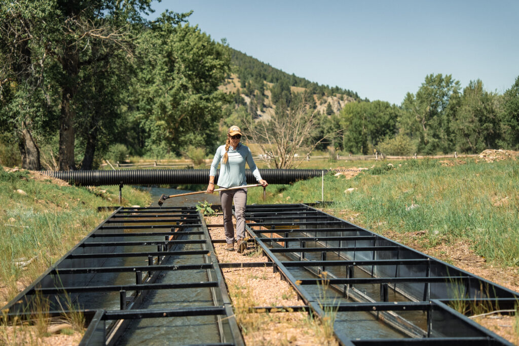 A conservation worker in a light blue long-sleeve shirt and baseball cap carries equipment across a metal channel structure used for water management or fish habitat restoration along a riparian corridor on Rock Creek, near Philipsburg, Montana, with green meadows, mature cottonwood trees, and a pine-covered mountain slope visible in the background on a clear summer day. Photo provided by Trout Unlimited.
