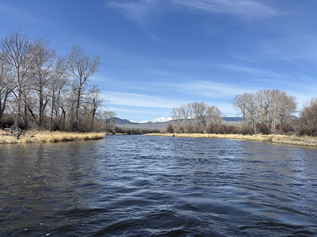 A low water perspective looking downstream along the wide open Big Hole River in Southwest Montana in spring, with rippling blue water filling the foreground and a braided mid-river gravel bar lined with dry golden grass and dormant willow scrub dividing the channel in the middle distance, tall bare cottonwood trees with branches lining both banks against a vast open blue sky with wispy high clouds, and the distant snow capped Pioneer Mountain range visible on the horizon beyond the wide flat river valley, capturing the remote expansive and untouched character of the lower Big Hole River corridor near the Tony Schoonen Fishing Access Site and Twin Bridges, Montana, one of the last free flowing wild trout rivers in the American West and home to brown trout, rainbow trout, brook trout, and the rare native fluvial Arctic grayling.