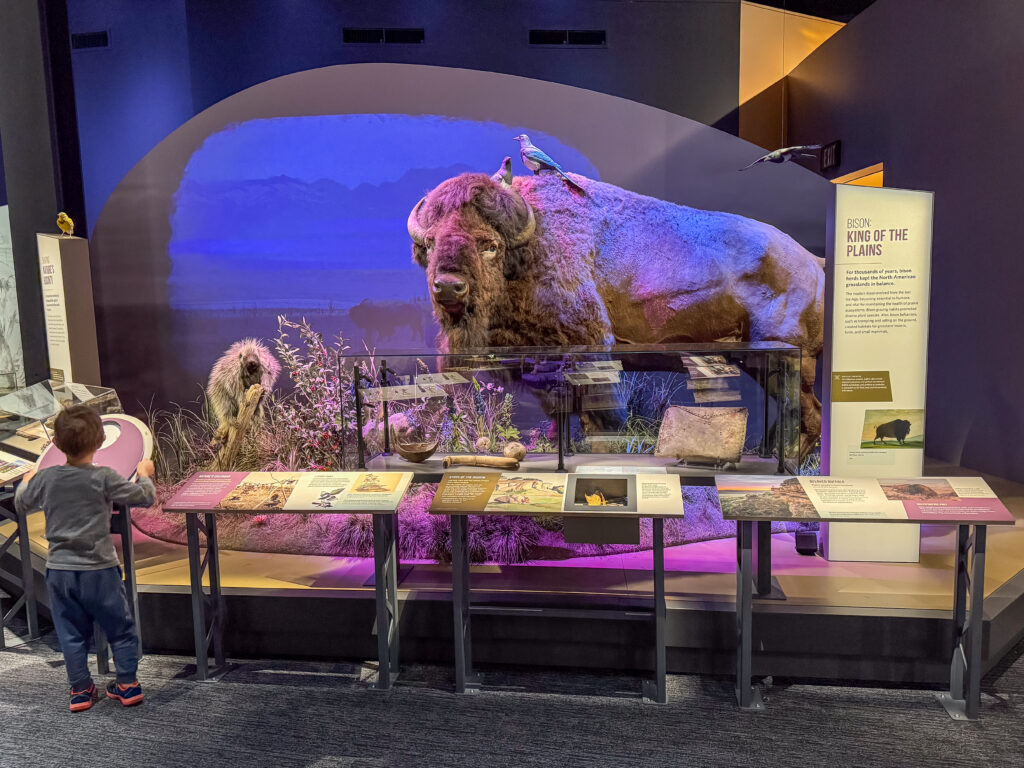 A child explores an interactive exhibit in the Homeland gallery at the Montana Heritage Center in Helena, Montana, near a life-size bison mount surrounded by a prairie diorama and Indigenous artifacts in the "Bison: King of the Plains" display. Photo by Sarah Bolt, Tempest Technologies.