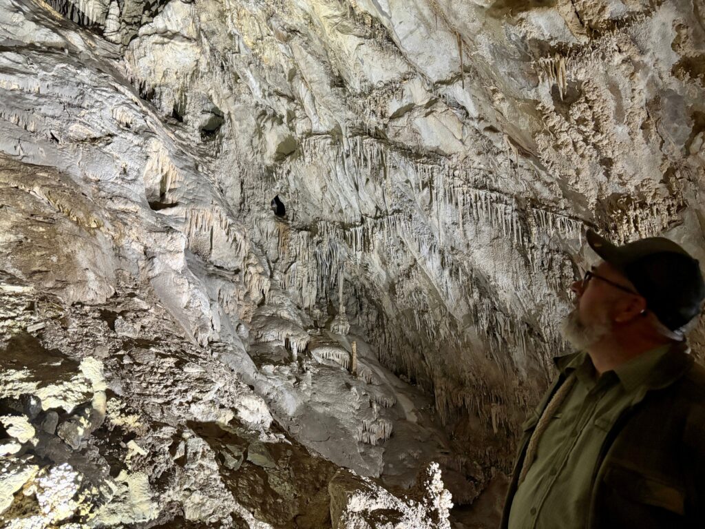 A visitor on the Classic Tour looks up at towering, textured limestone cave walls at Lewis and Clark Caverns State Park, covered in draperies, flowstone, and hanging stalactite formations shaped by millions of years of dripping water.