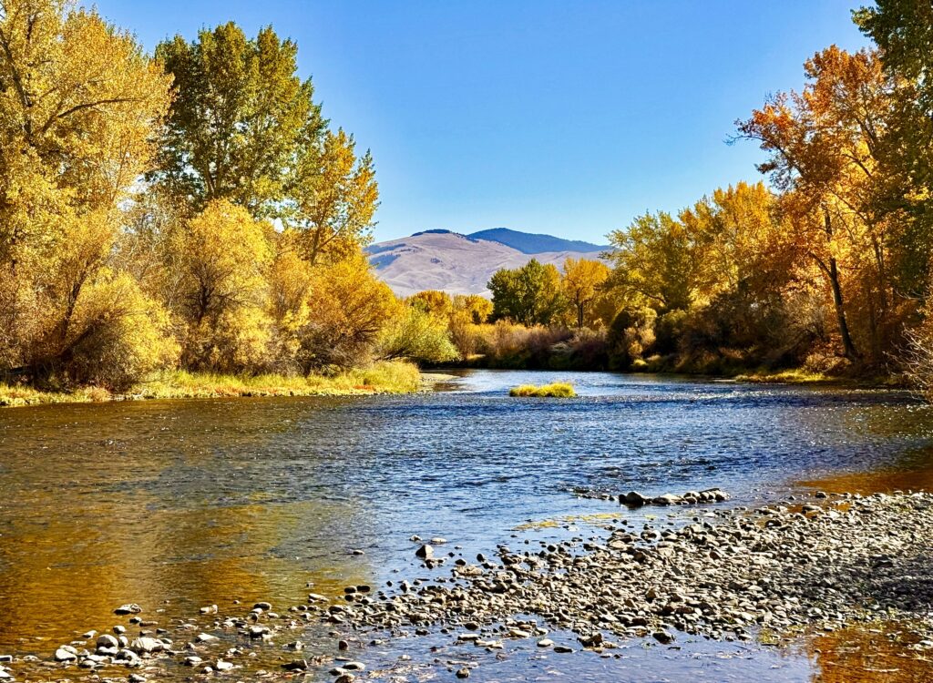 Cottonwoods and willows in gold, yellow, and orange line both banks of the Big Hole River near Melrose, Montana, with a few trees still holding green leaves. Clear blue water riffles past a small grassy island and a rocky gravel bar in the foreground, while a tan, grassy mountain with timbered upper slopes rises in the distance under a cloudless sky, a fall foliage scene along one of Southwest Montana's blue-ribbon trout streams. Photo by Rick Graetz.