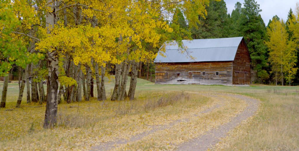 Aspens with bright yellow fall leaves line a curving dirt road near Ovando, Montana, with fallen leaves scattered across the grass and the two-track path. Beyond the grove, a weathered wooden barn with a pale blue metal roof sits in an open meadow, backed by dark evergreens and more golden aspens in the Blackfoot River Valley, a fall foliage scene in Southwest Montana. Photo by Mike Dreesman, Tempest Technologies LLC.