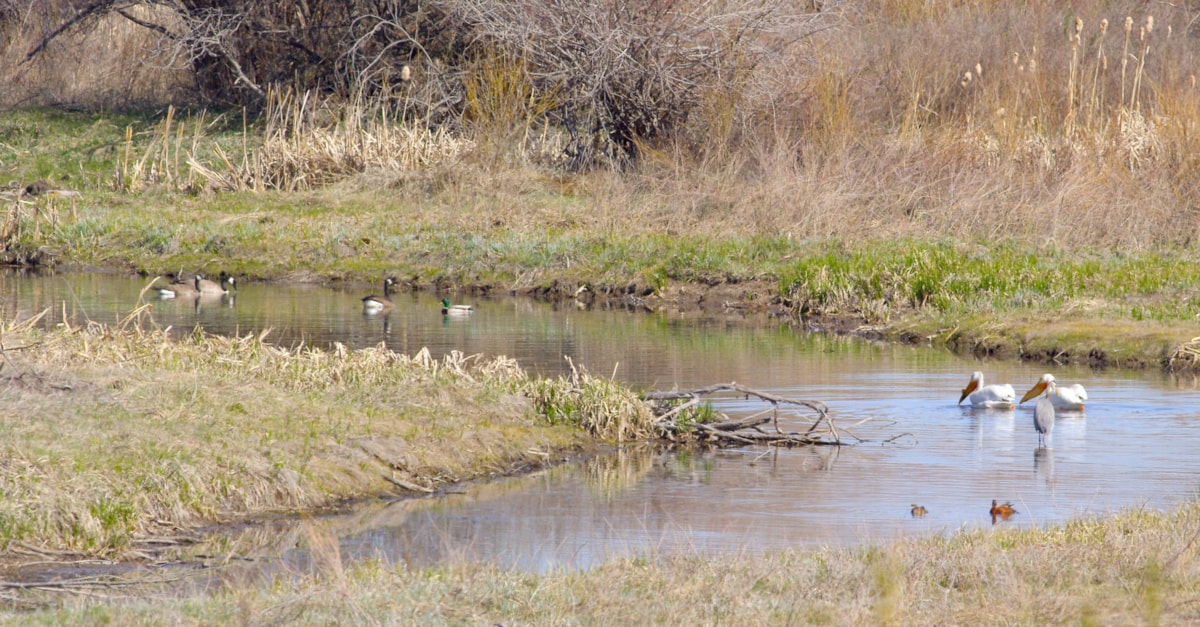 Birding the Warm Springs Wildlife Management Area