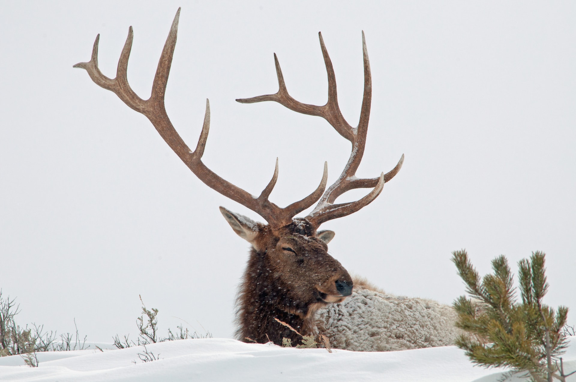 Bull Elk