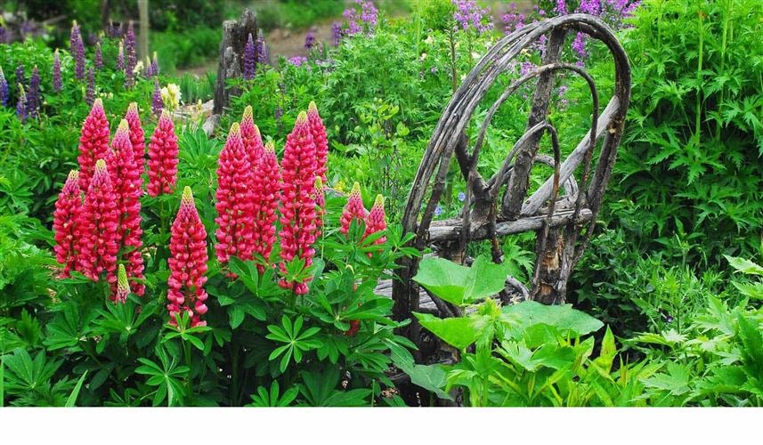 Tizer Botanic Gardens and Arboretum: garden