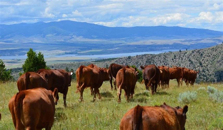 Hidden Hollow Hideaway Cattle & Guest Ranch: 