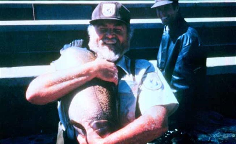 Ennis National Fish Hatchery: 30 lb female rainbow trout