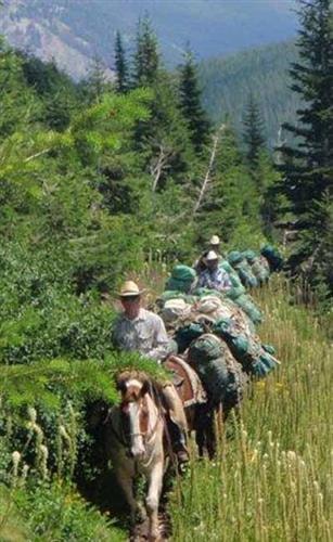 Mills Wilderness Adventures of Montana: pack string