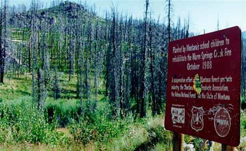 Maupin/Willard Creek Trail: 