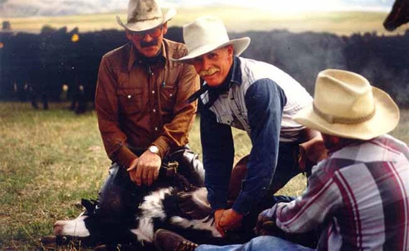 Mulvey Gulch Ranch: cow tying