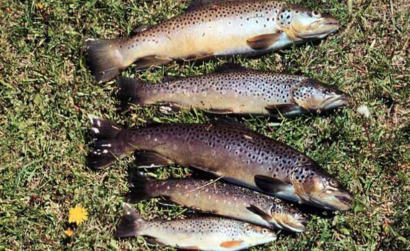 Ennis National Fish Hatchery: brown trout
