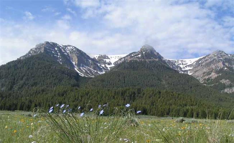 Red Rock Lakes National Wildlife Refuge: wildflowers and the Centennial Mountains