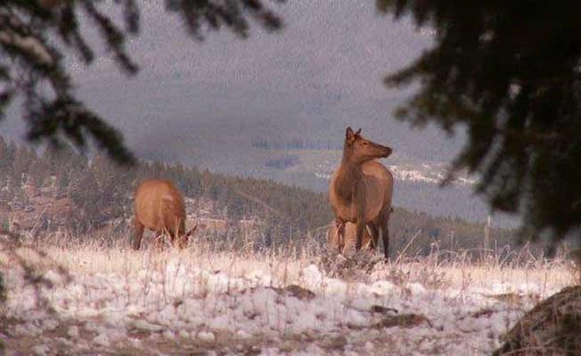 Royal Tine Outfitters: elk