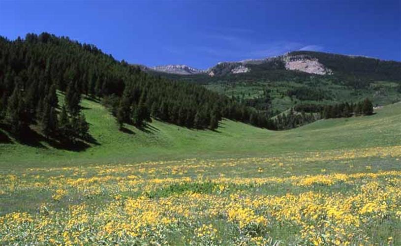 Scapegoat Wilderness Area: Rocky Mountain Front