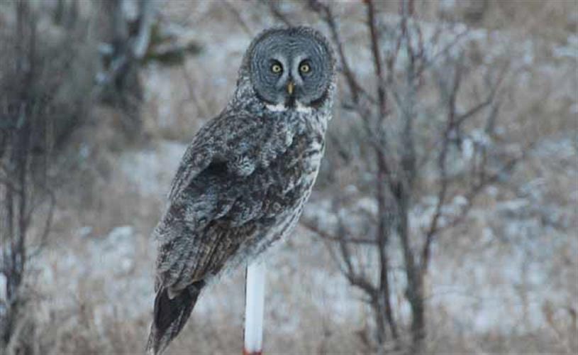 Red Rock Lakes National Wildlife Refuge: Great Gray Owl
