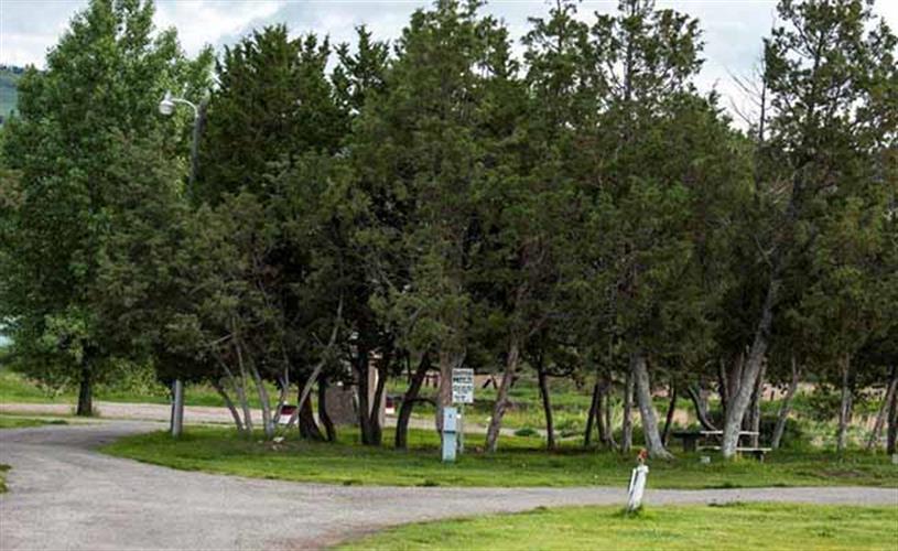 Town of Drummond Campground: trees