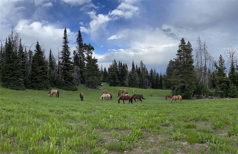 Centennial Outfitters: 