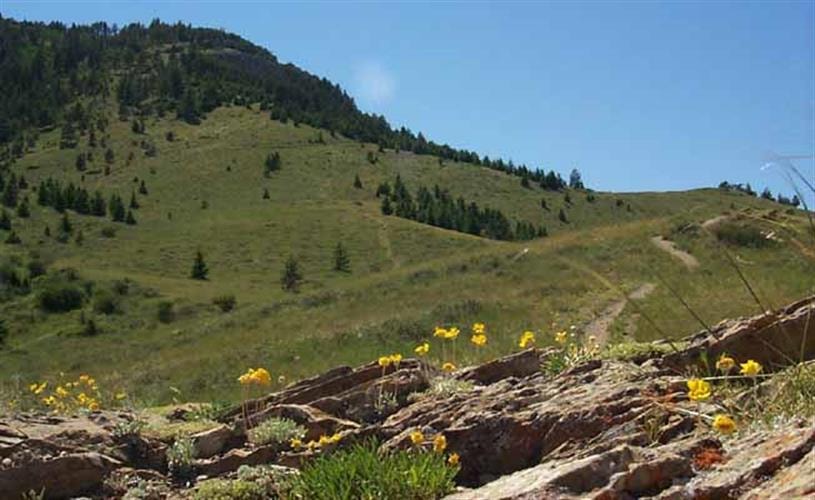 Mount Helena City Park: wild flowers