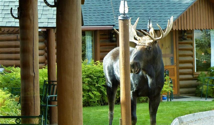 El Western Cabins & Lodges: 