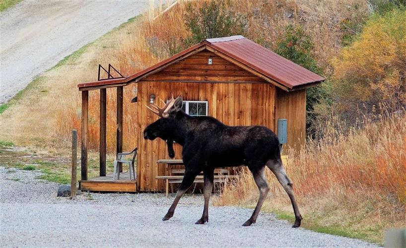 Rambling Moose Campground: 