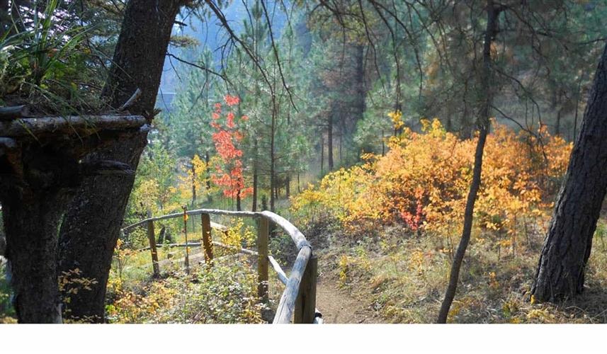 Tizer Botanic Gardens and Arboretum: trail through woods