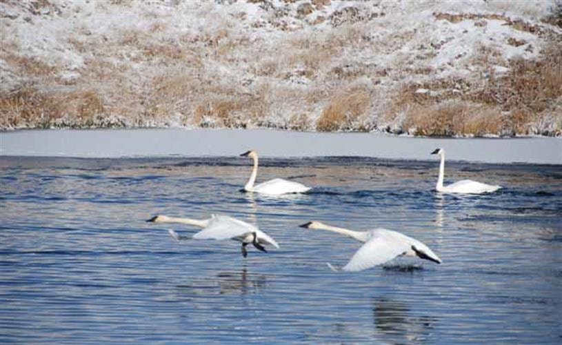 Red Rock Lakes National Wildlife Refuge: Trumpeter Swans