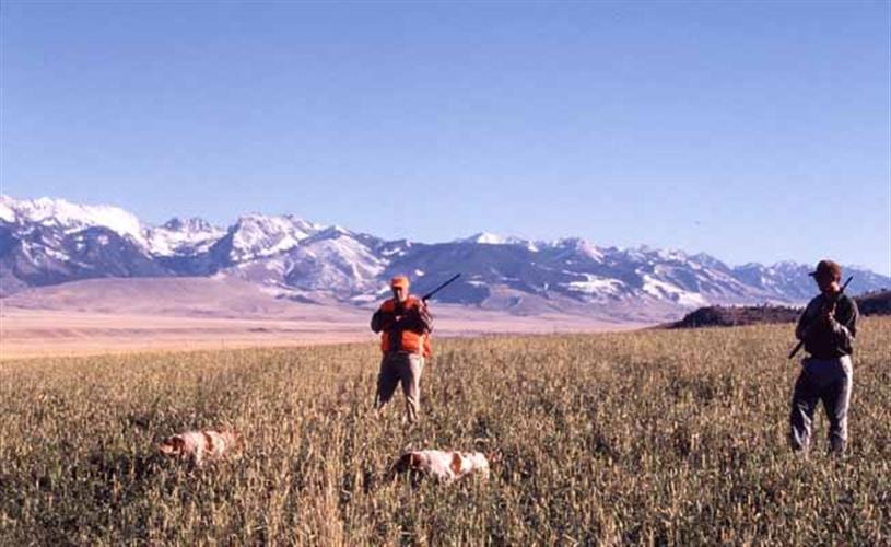 Diamond J Ranch: mountain view with hunting dogs