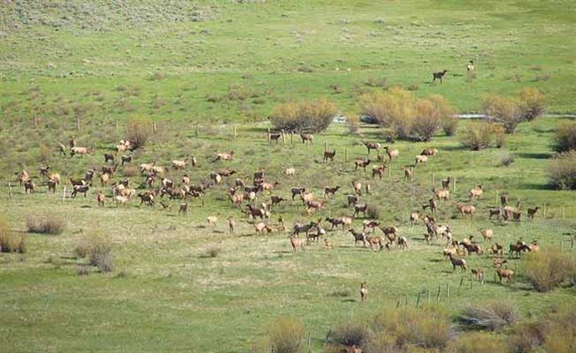 Broken Arrow Lodge & Outfitters: elk